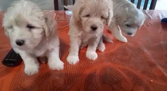 Cachorro