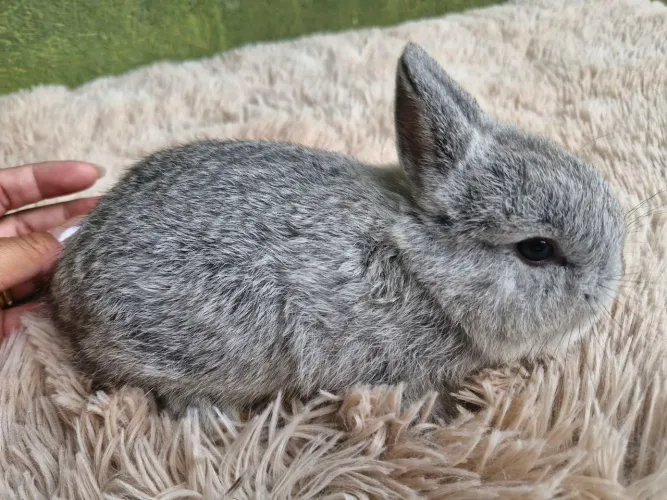 Mini coelhos
