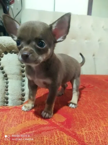 Filhotes de chihuahua macho