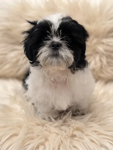 Shih tzu