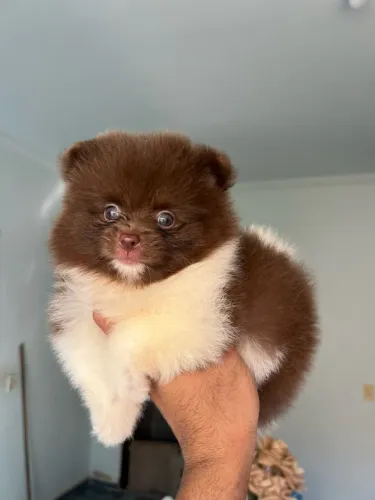 Macho de Lulu da pomerania 