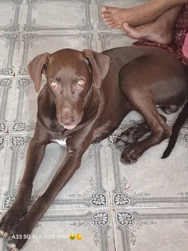 Estou doando esse cachorrinho por motivos que eu nao estou com condições de cuida dele