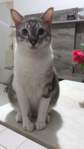 Gato para adoção responsável