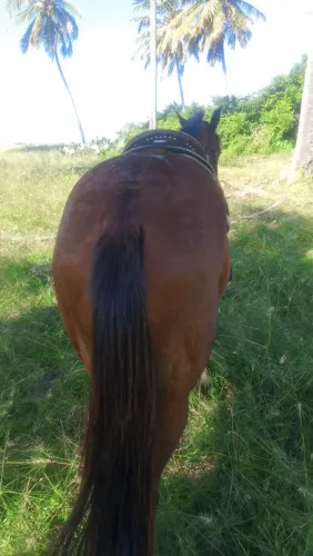 Cavalo