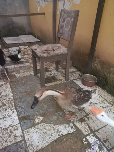 Vende-se uma gansa chinês fêmea adulta 