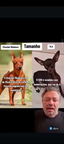 Filhotes de Pinscher puro zero