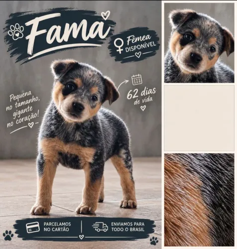 Blue Heeler