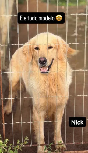 Golden Retrivier para Cruza ou venda