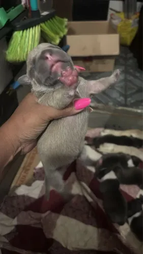 FILHOTES AMERICAN BULLY COM PEDIGREE VERMIFUGADOS