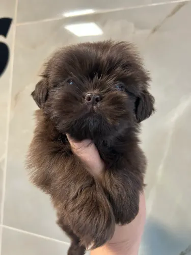 ShihTzu macho e fêmea 