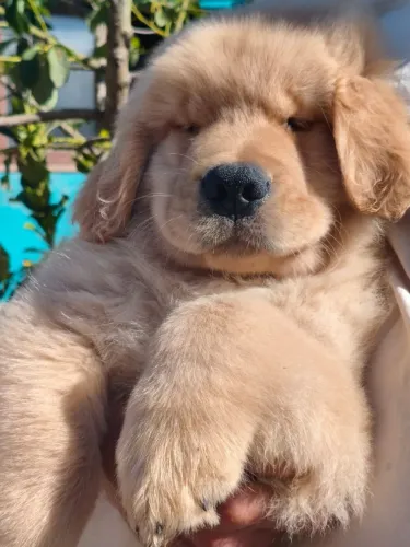 Golden Retriever últimos filhotes disponível 