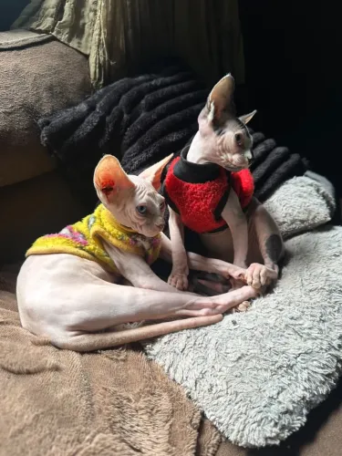 Gato Sphynx 4 meses