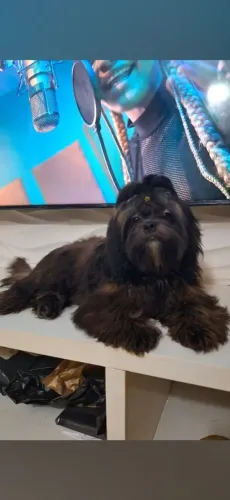 Filhote de shih tzu