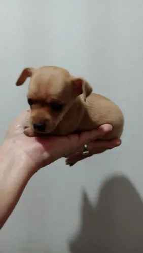 Pinscher Macho Zero 
