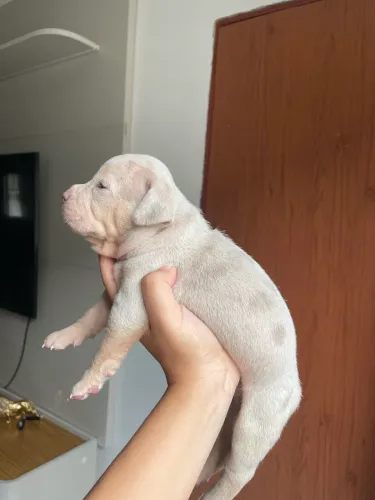 PITMONSTER