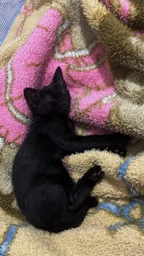 doando gatinho macho de 2 meses