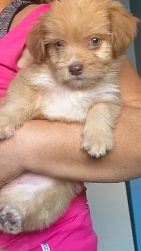 Vendo shitzu filhote macho