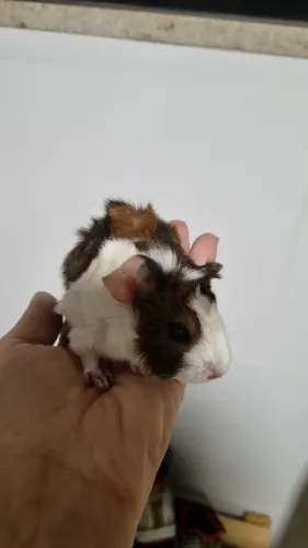Porquinho da índia