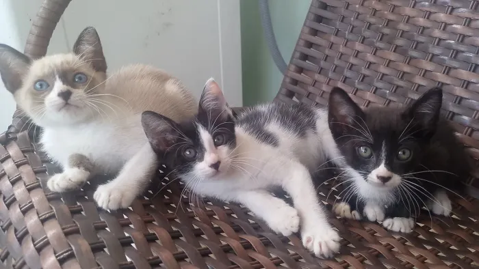 URGENTE! GATOS FILHOTES PARA DOAÇÃO!!