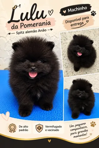 Spitz Alemão Anão