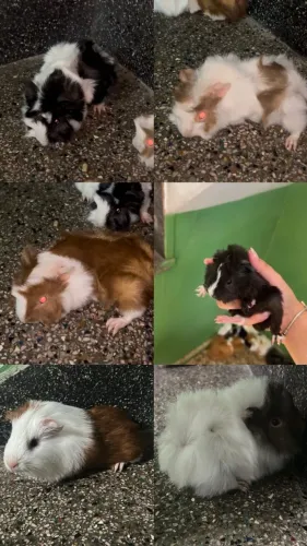 Filhote porquinho da índia