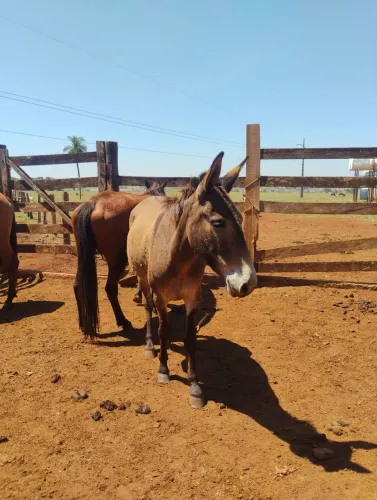 MULA / BURRO / PEGA