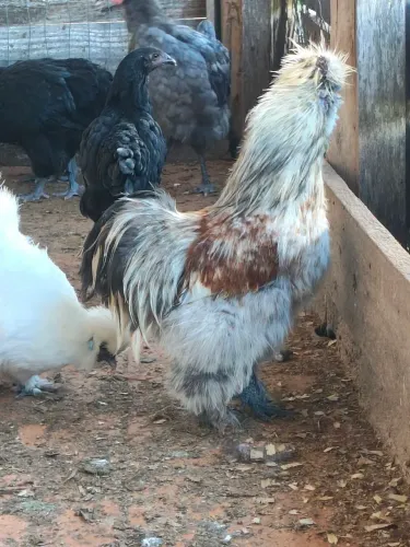 Galinha do japoneza