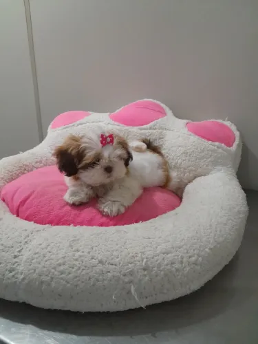 Shitzu fêmea micro 10x cartão 240
