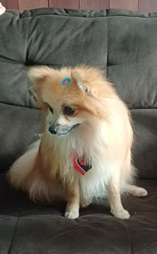Lulu da Pomerania