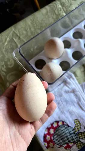 Ovos de galinha Grande ?