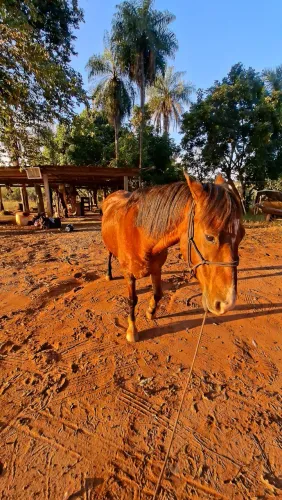 Cavalo manso