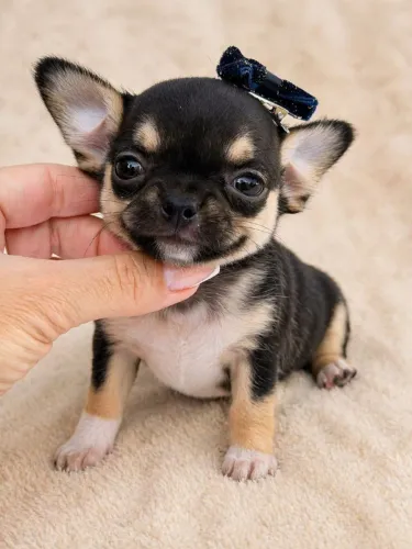 Chihuahua Black Tan. Uma fofurinha de menina pelagem curta