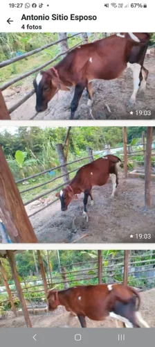Vendo uma vaca