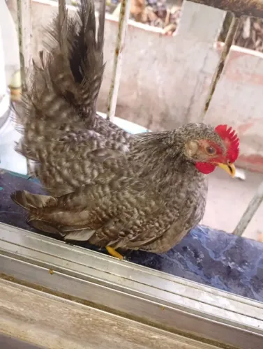 Vende-se galinha Nagasaki perna curta 