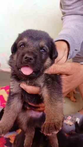 pra vende lindos pastor alemão 