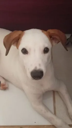 Adoção responsável de cachorro.