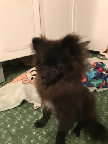 Lulu da pomerânia macho