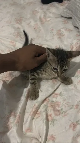 Gato