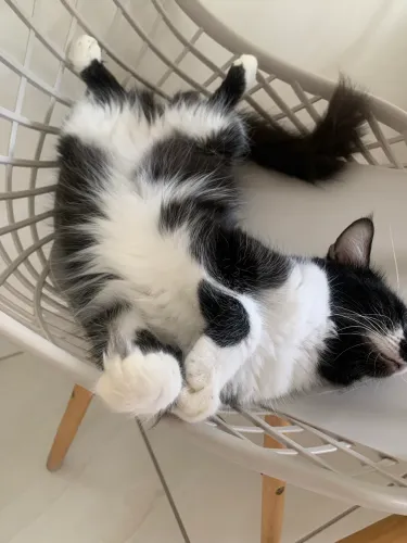 Doação de duas gatas