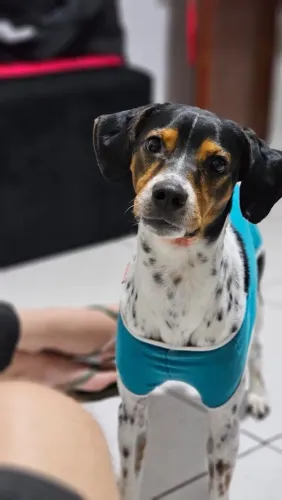 Doação de cachorro