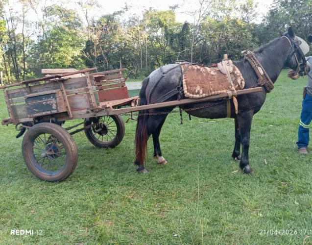 Carroça com égua 