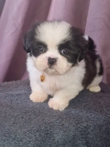 Filhotes de Shih Tzu Lindos de 48 dias
