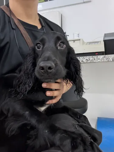 Cocker Spaniel inglês preto macho