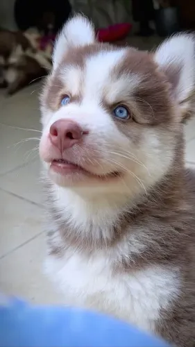 Filhote Husky siberiano