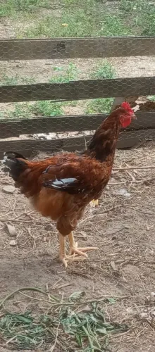 Frango GSB de Ótima Linhagem R$ 200,00