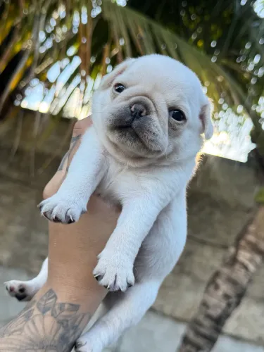 Vende se PUG BRANCO