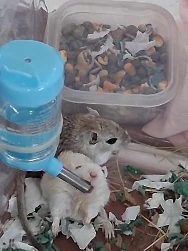 Gerbil para doação