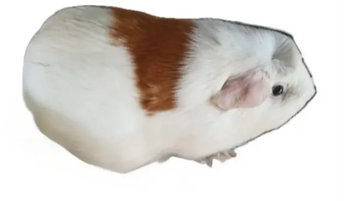Animais
