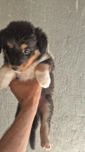 Filhotes de bordar Collie com pastor australiano