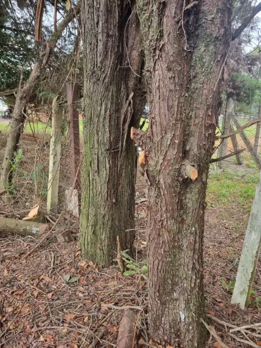 Doação de árvores para madeira, lenha ou fabricação de móveis 